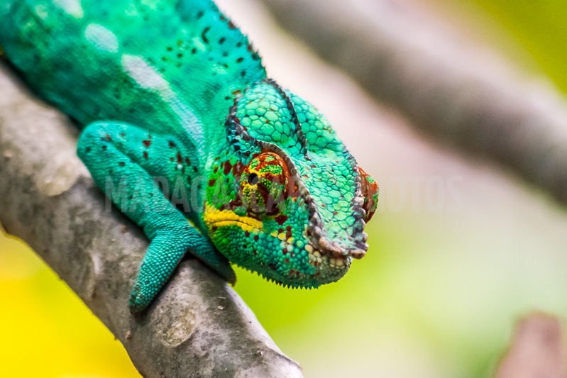 Avenue of the Baobabs
